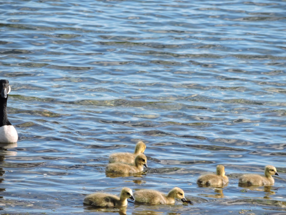 Canada Goose - ML567646541