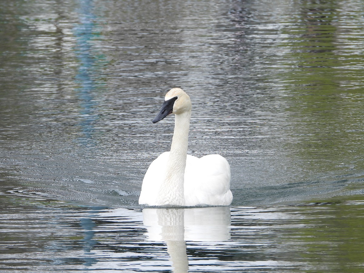 Trumpeter Swan - ML567646971