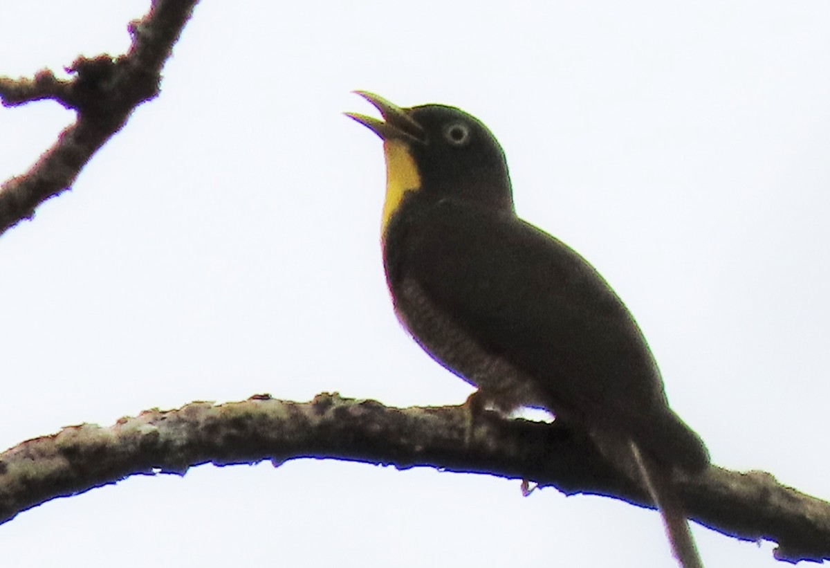 Yellow-throated Cuckoo - ML567646981