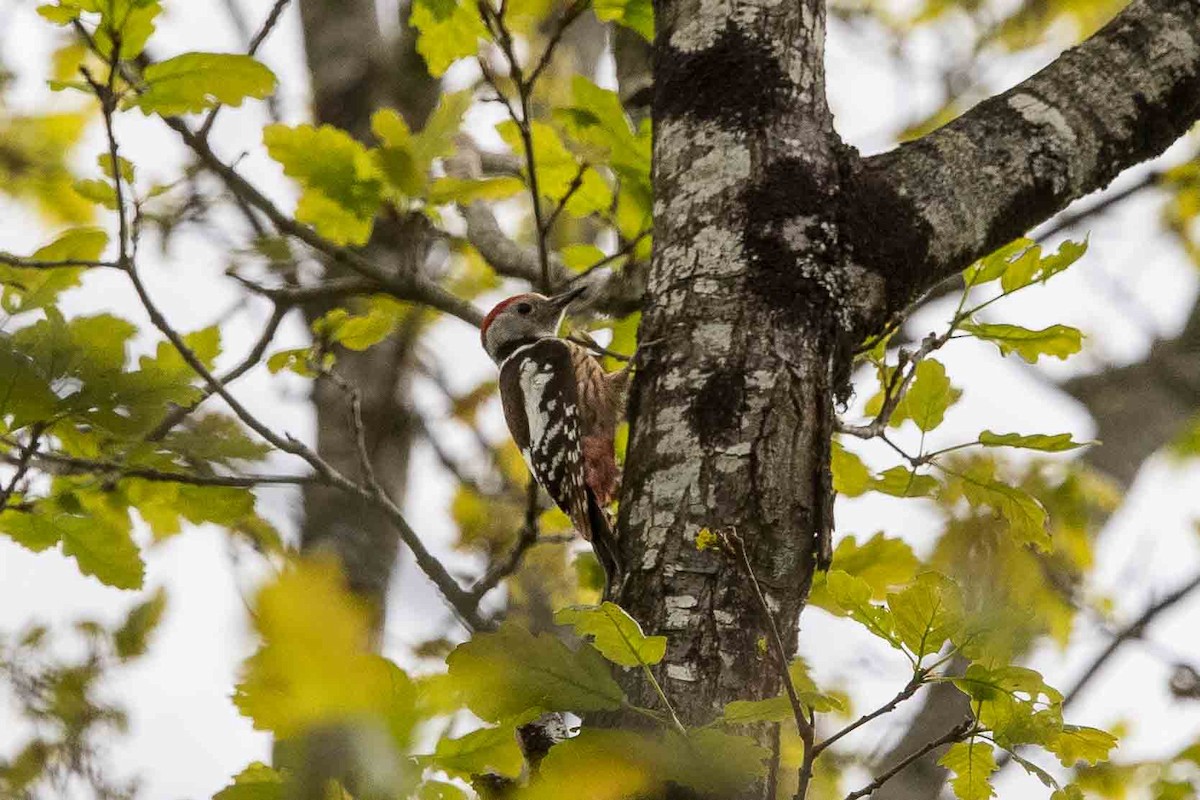 Middle Spotted Woodpecker - ML567647161