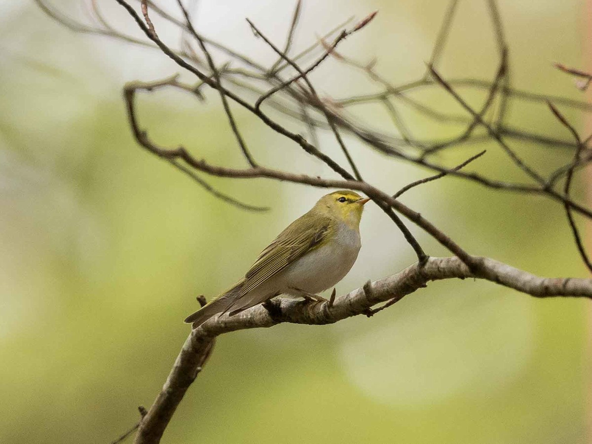 Тарчигнаа дууч шувуу - ML567647231