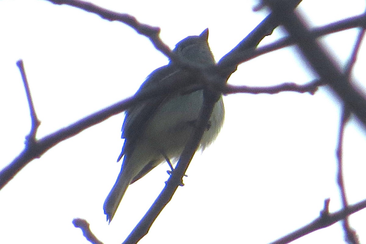 Least Flycatcher - ML567647271