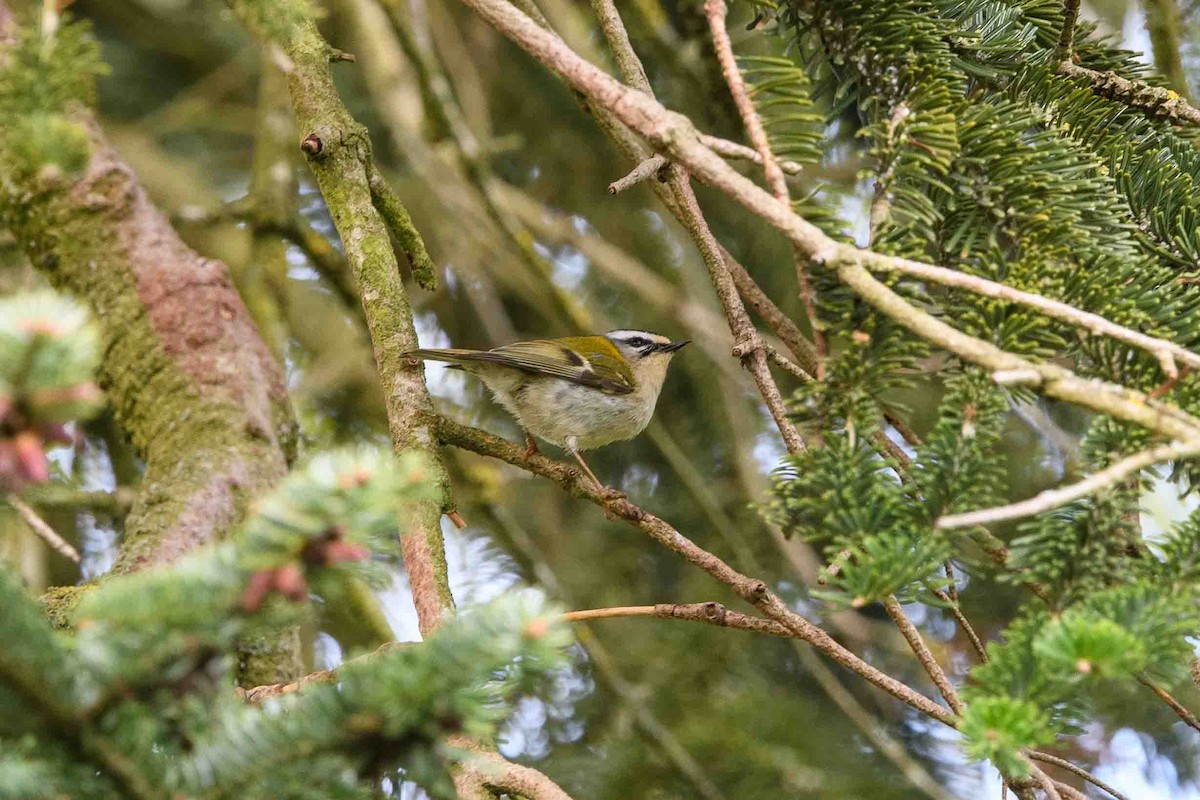 Common Firecrest - ML567647281