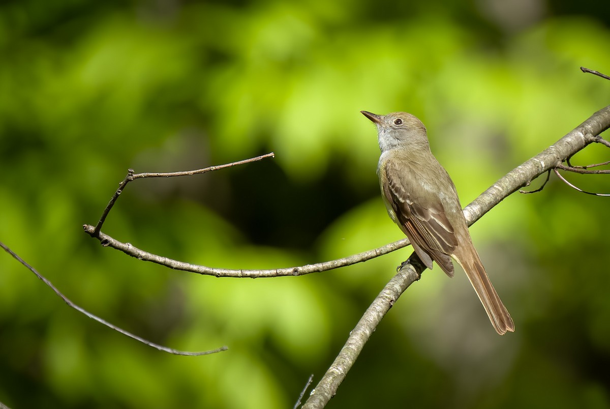Great Crested Flycatcher - ML567647561