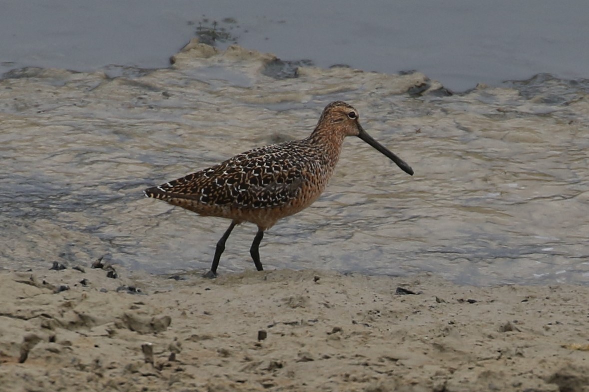 Long-billed Dowitcher - ML567647921