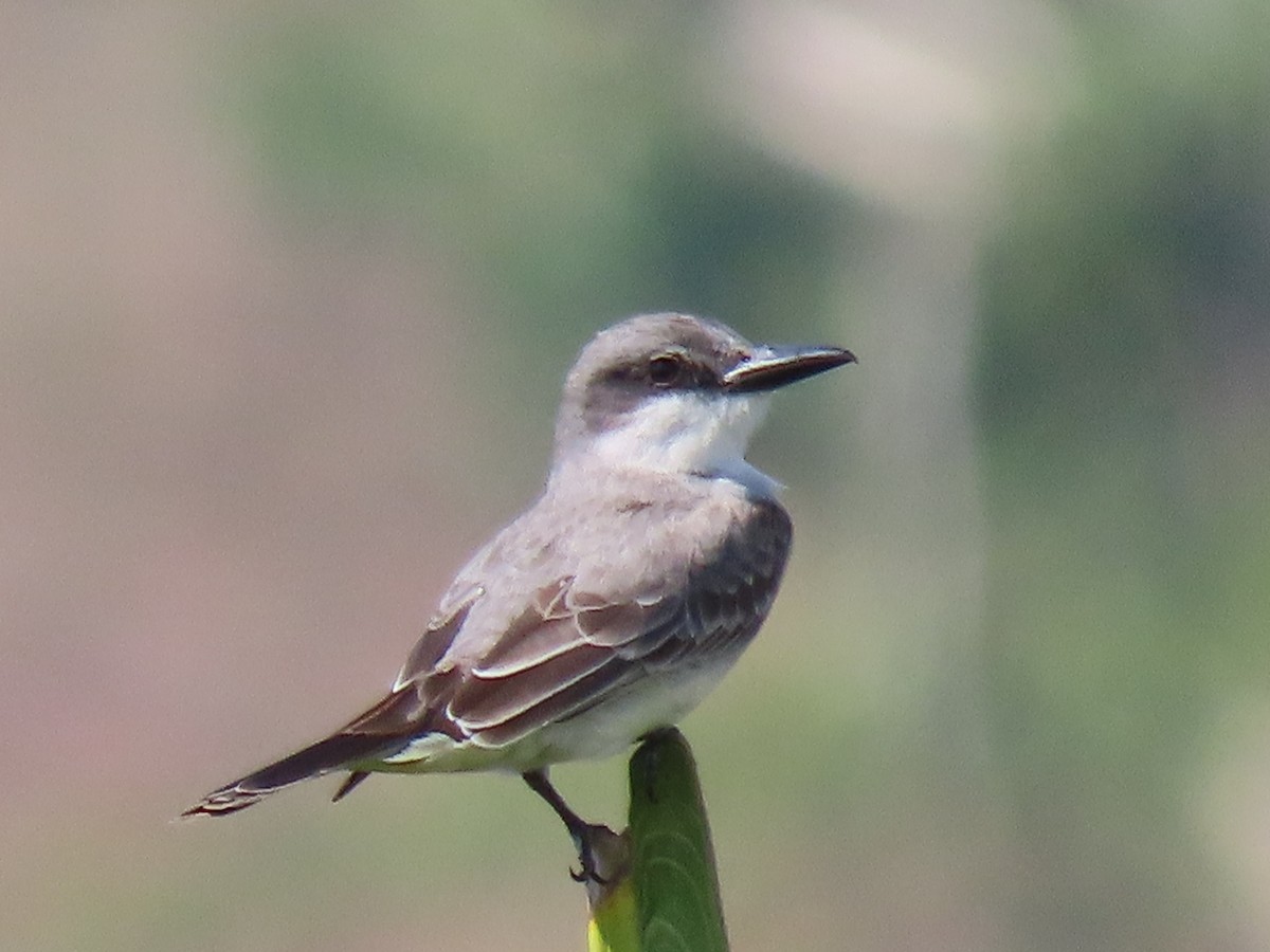 Gray Kingbird - ML567648951