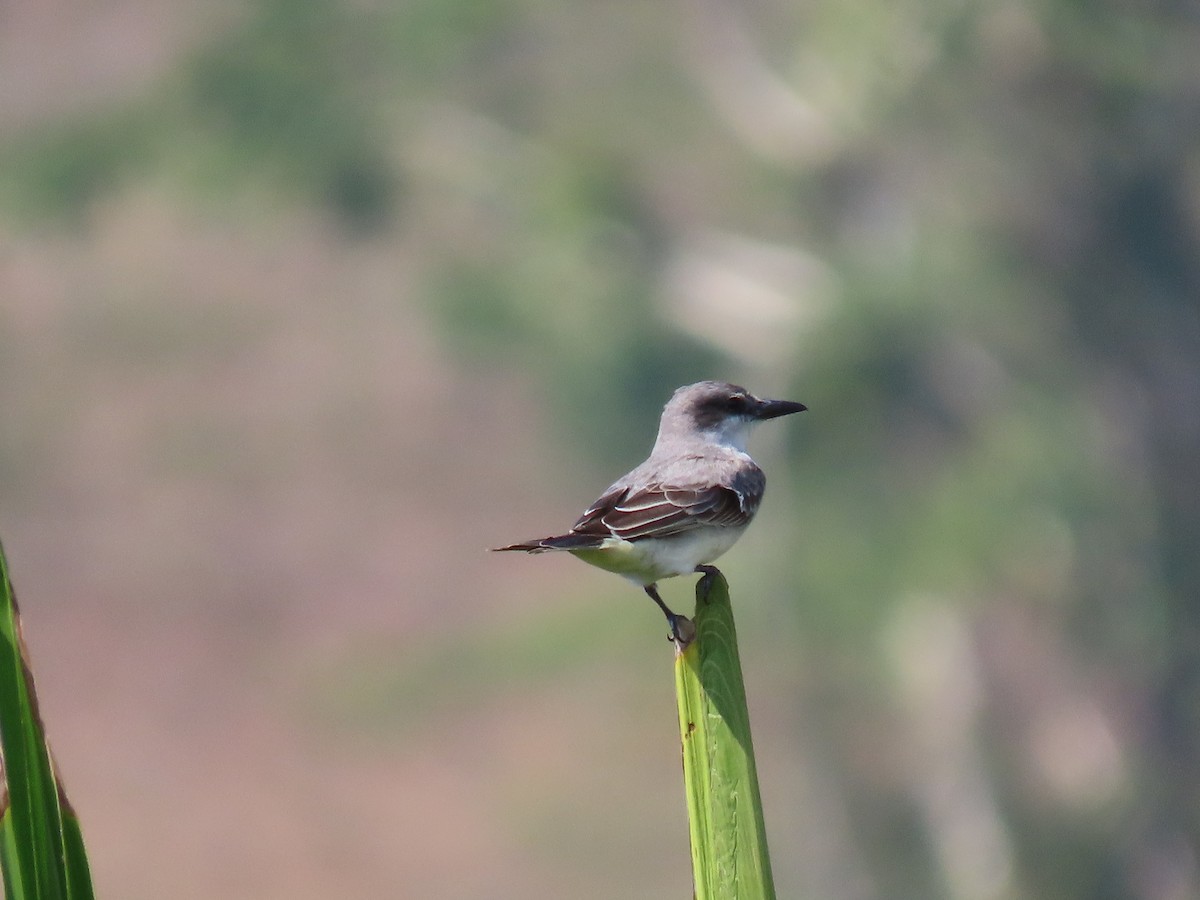 Gray Kingbird - ML567648961