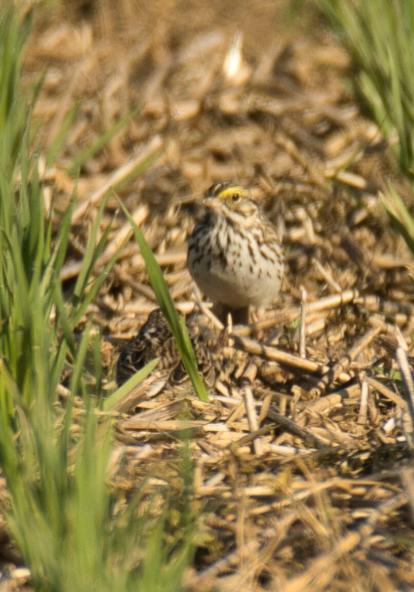 Savannah Sparrow - ML567649131