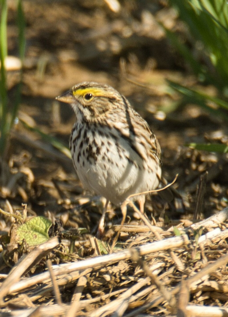 Savannah Sparrow - ML567649151