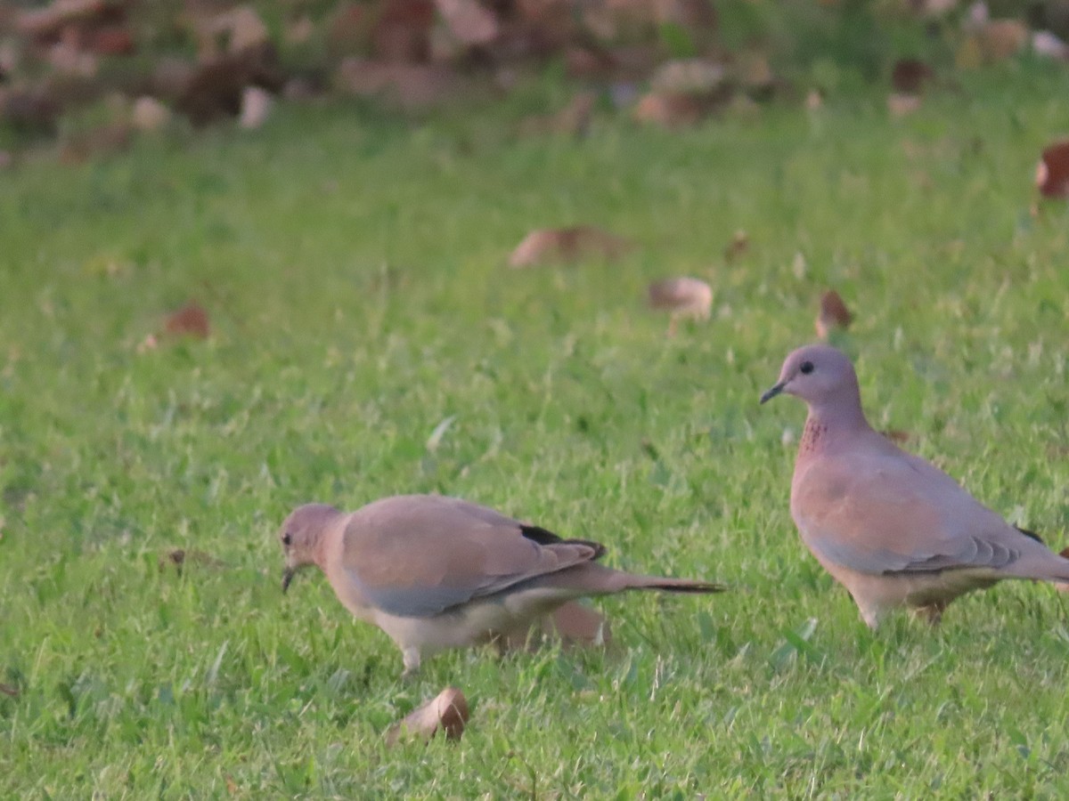 Laughing Dove - ML567649241