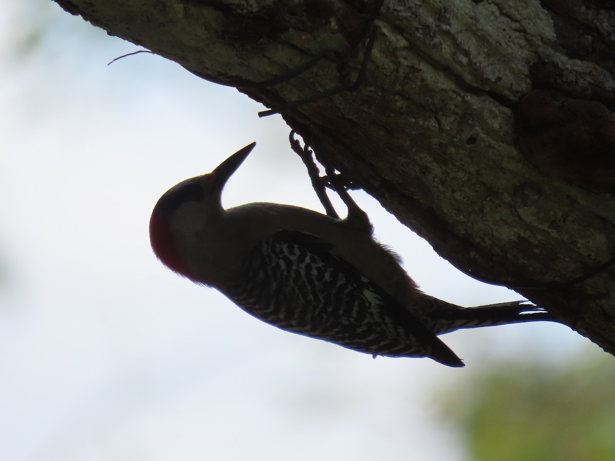 Cuban Green Woodpecker - ML567649601
