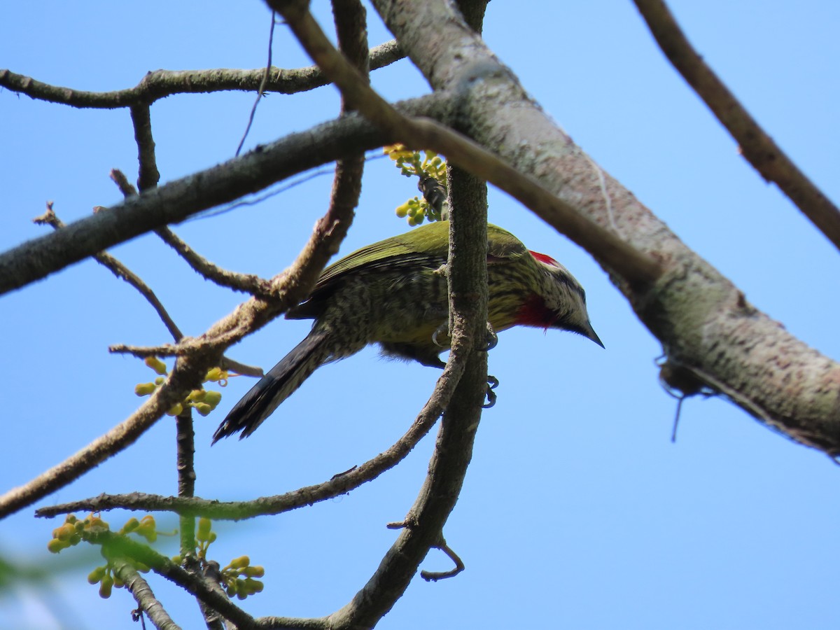 Cuban Green Woodpecker - ML567649621