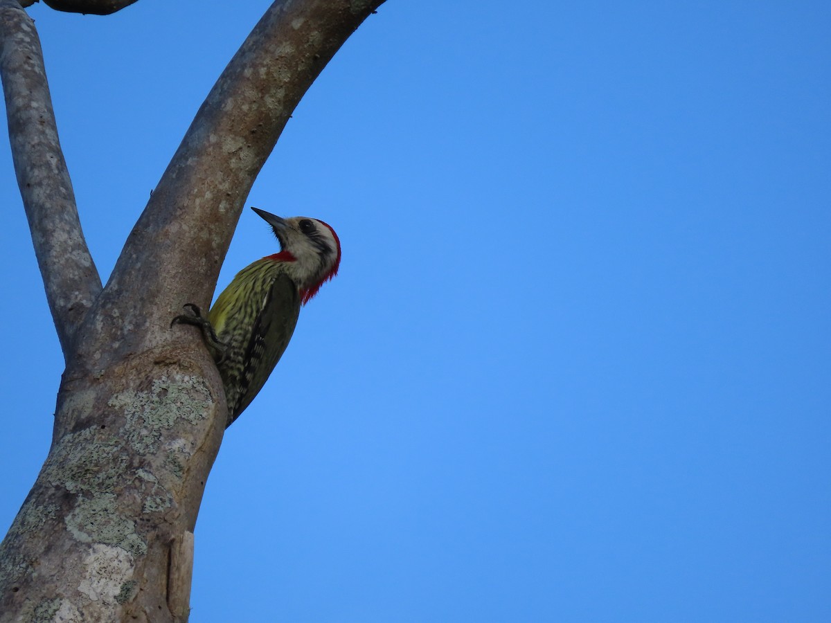 Cuban Green Woodpecker - ML567649631