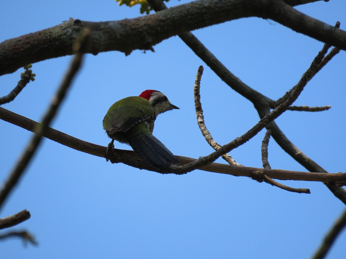 Cuban Green Woodpecker - ML567649641