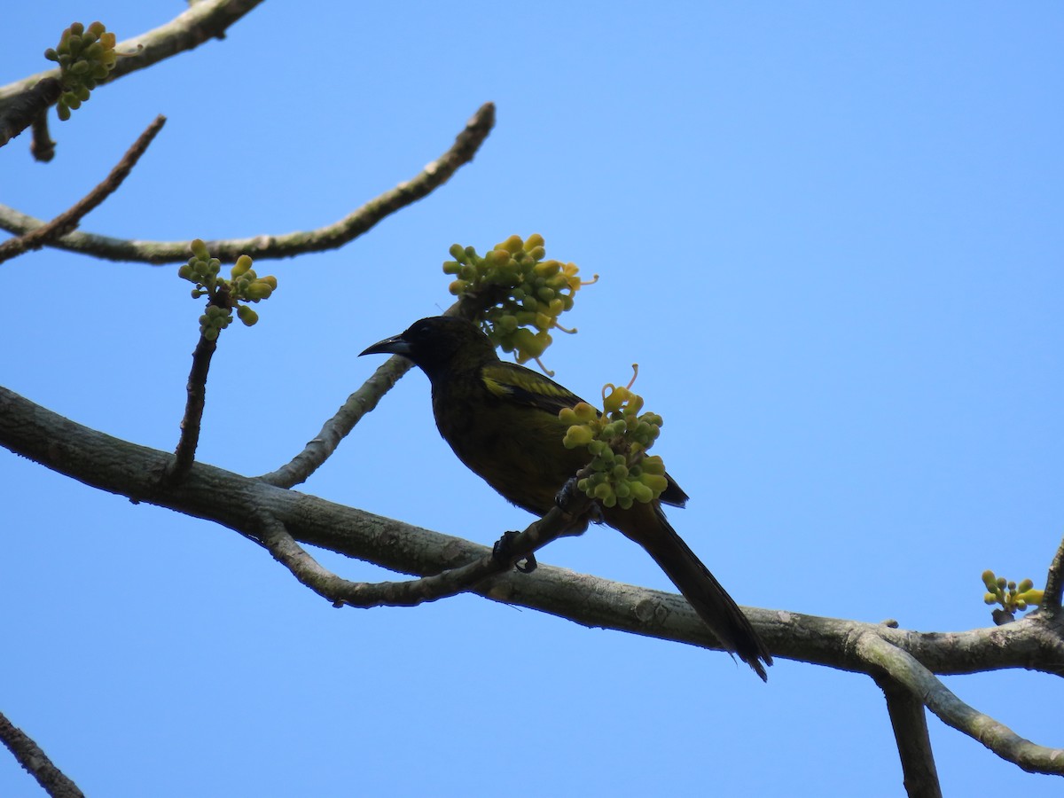 Cuban Green Woodpecker - ML567649651