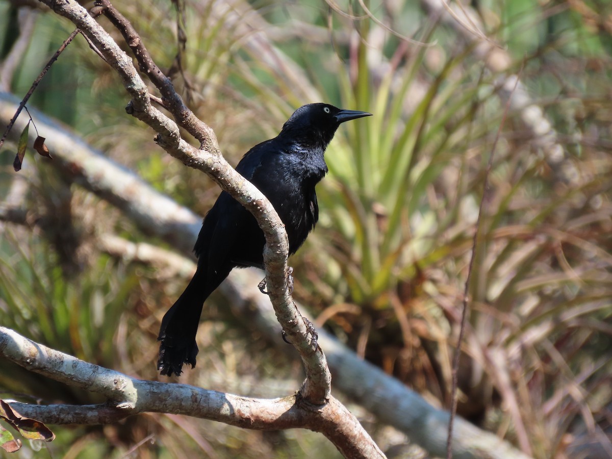 Cuban Blackbird - ML567649741
