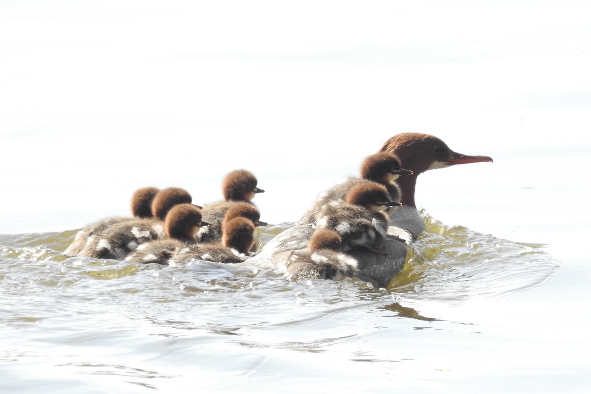 Common Merganser - ML567650321