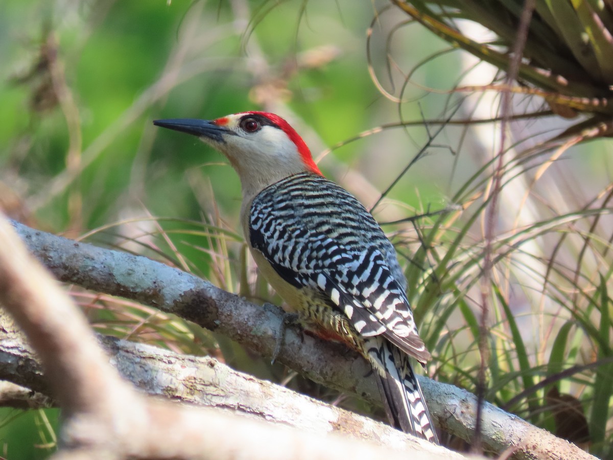 West Indian Woodpecker - ML567651601
