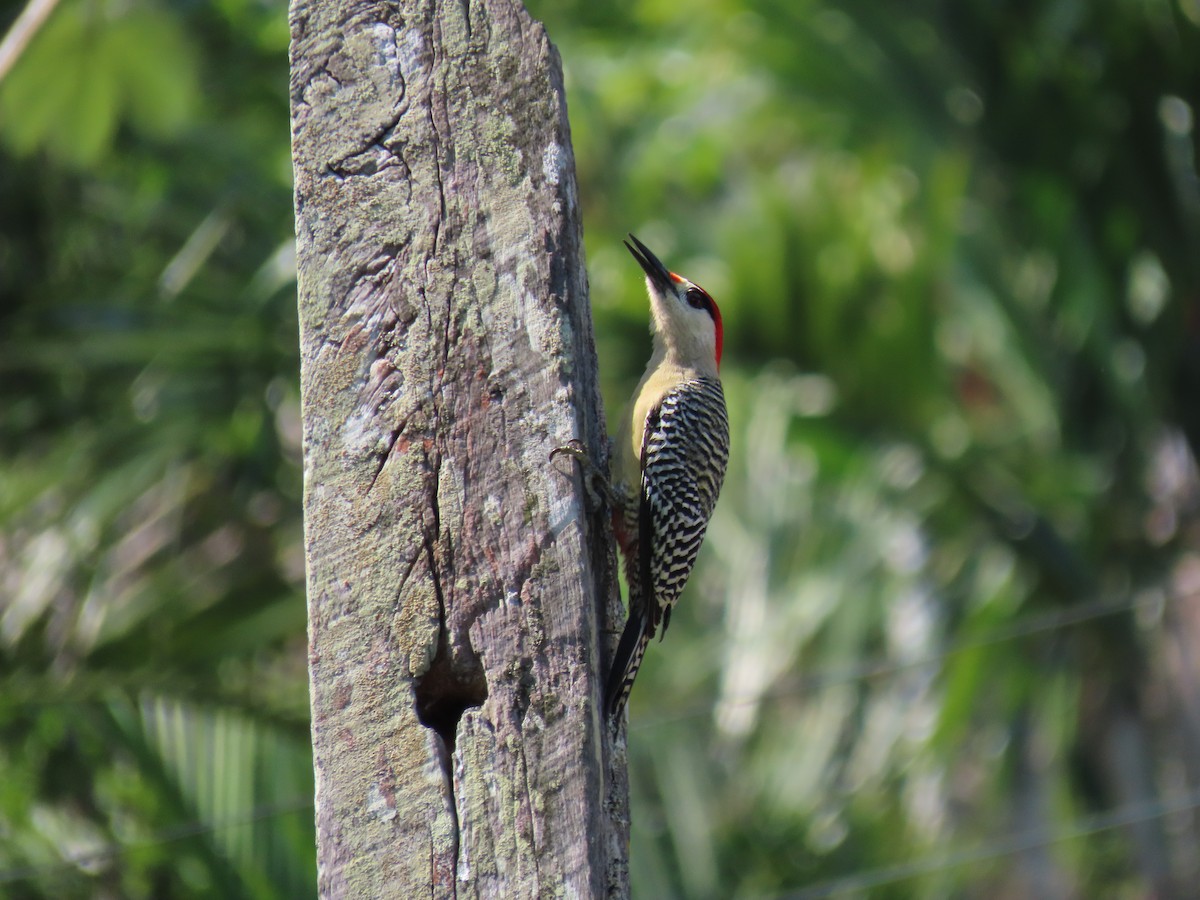 West Indian Woodpecker - ML567651611