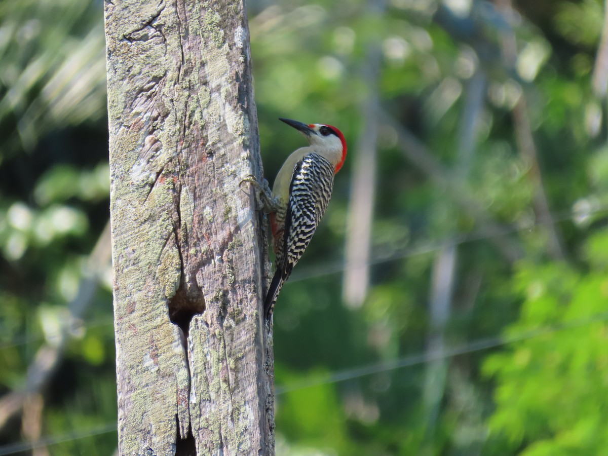 West Indian Woodpecker - ML567651621