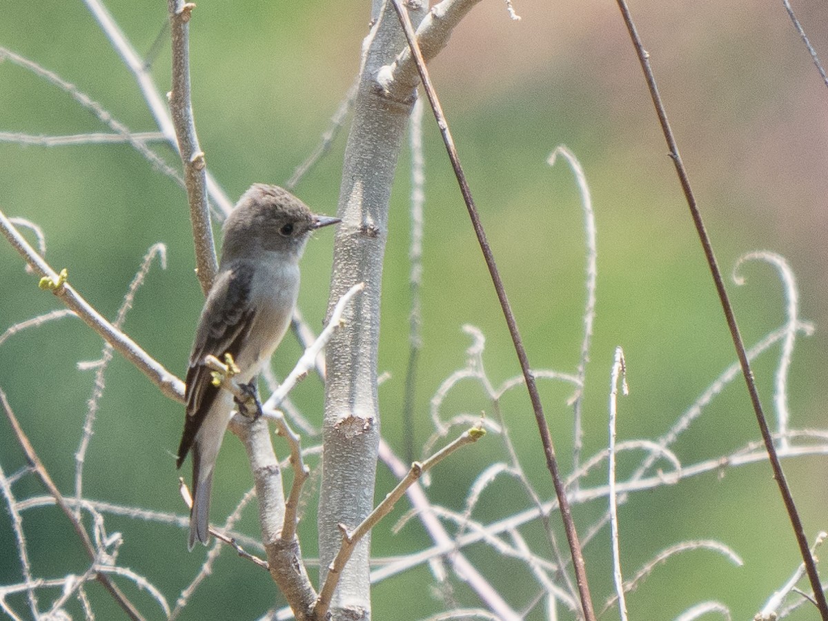 Western Wood-Pewee - Chris Fischer