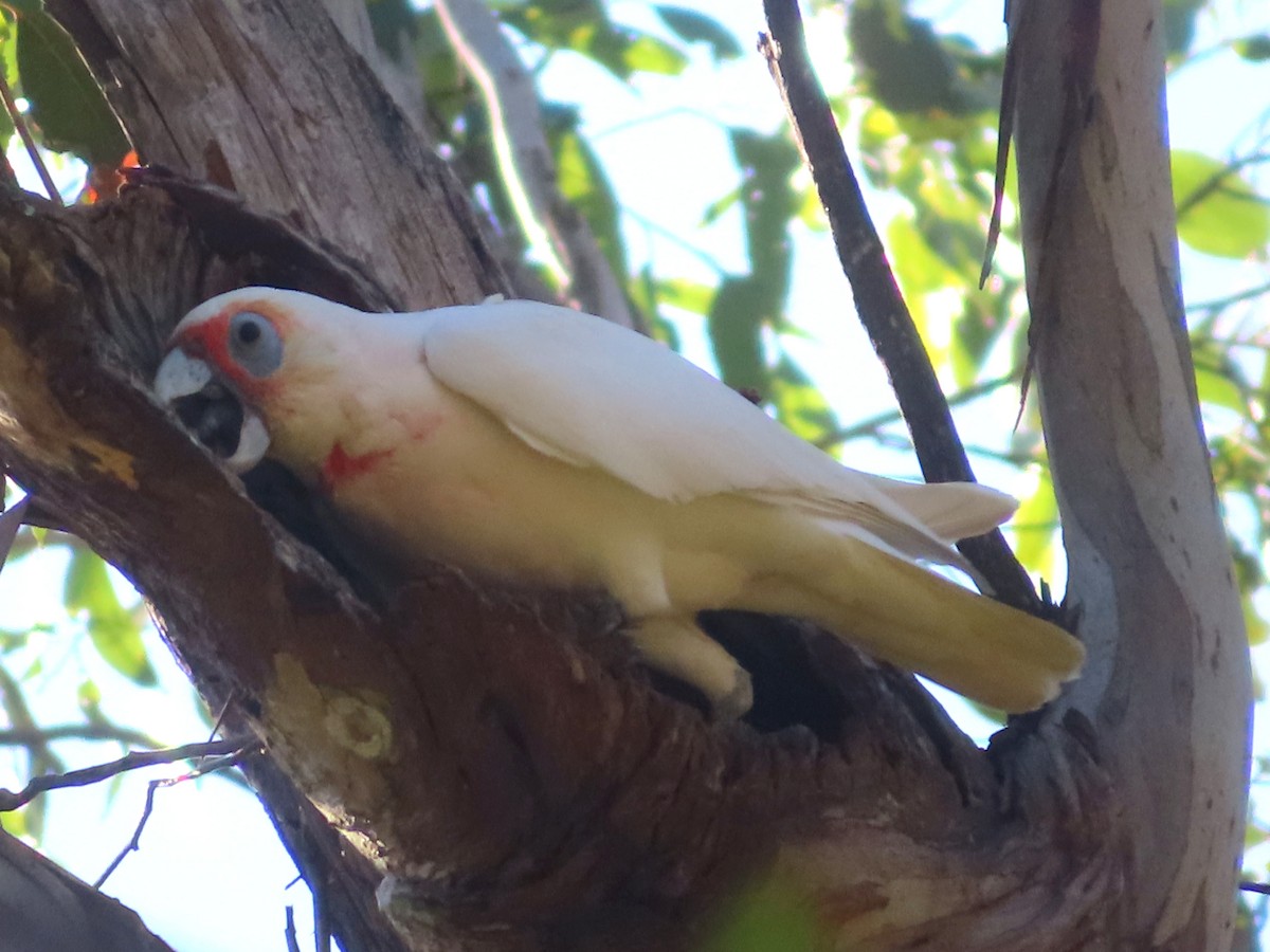 Long-billed Corella - ML567654221
