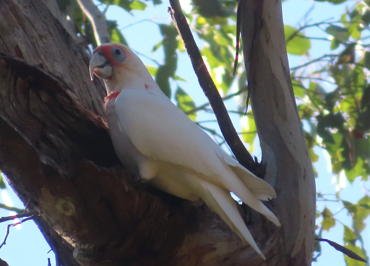 Long-billed Corella - ML567654241
