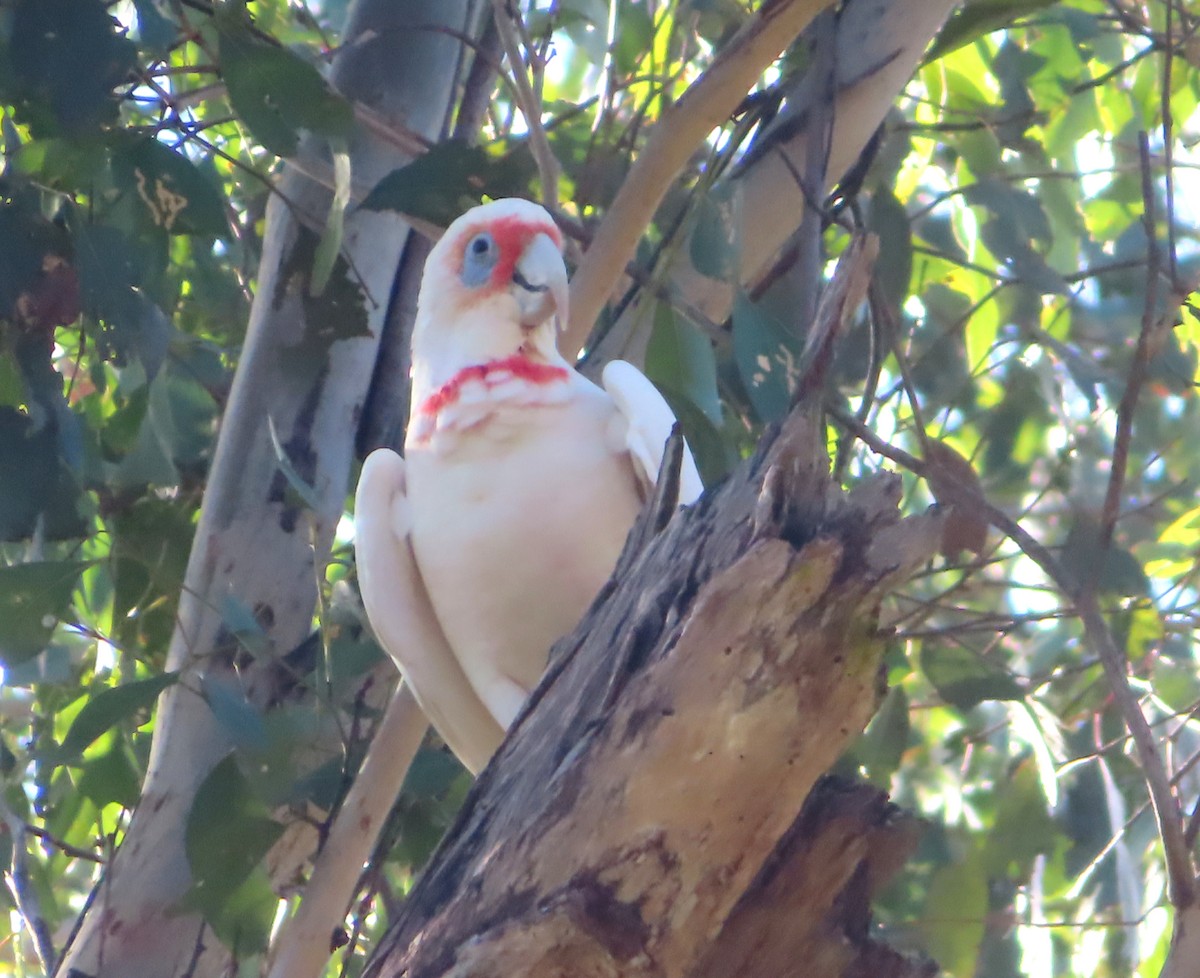Long-billed Corella - ML567654261