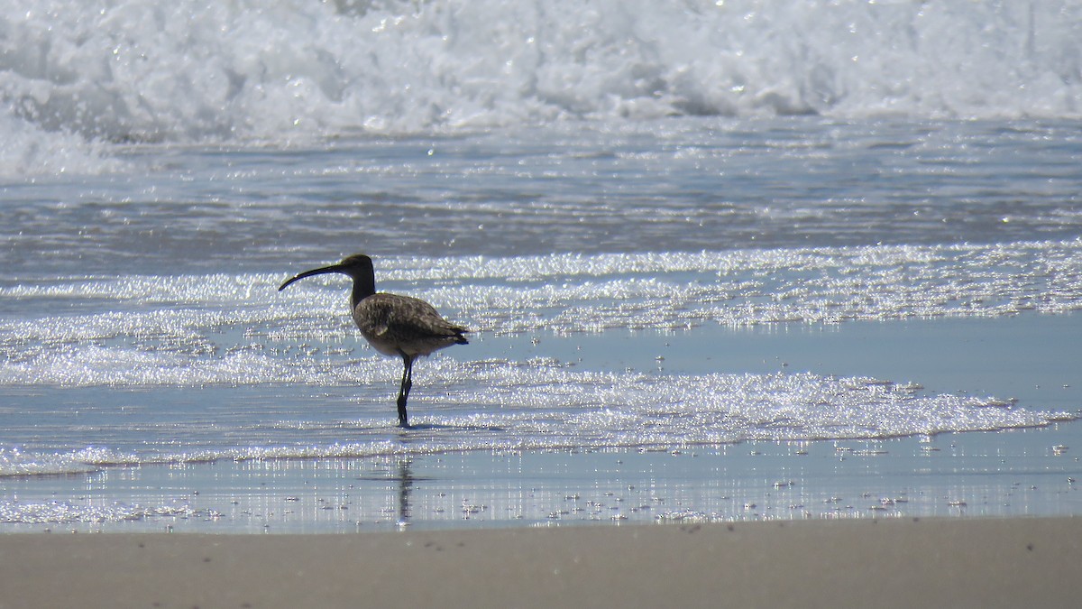 Hudsonian Whimbrel - ML567654511