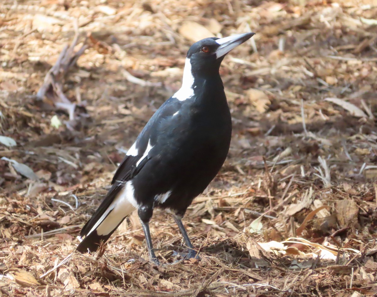 Australian Magpie - ML567655181