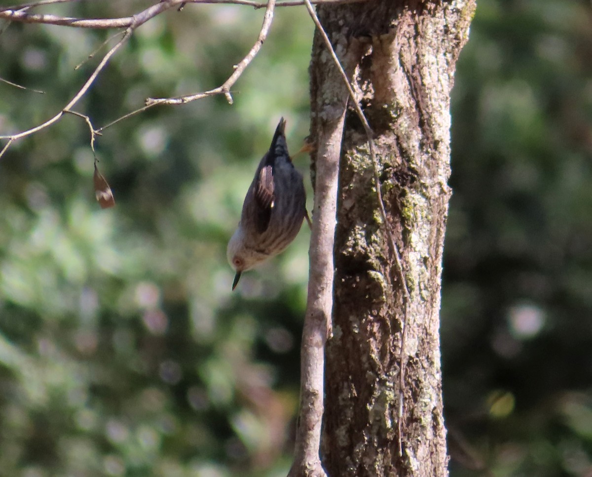 Varied Sittella - ML567655361