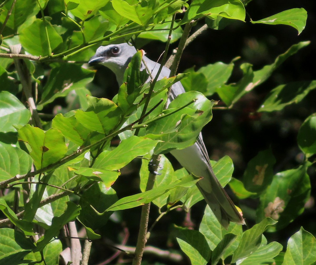 White-bellied Cuckooshrike - ML567655841