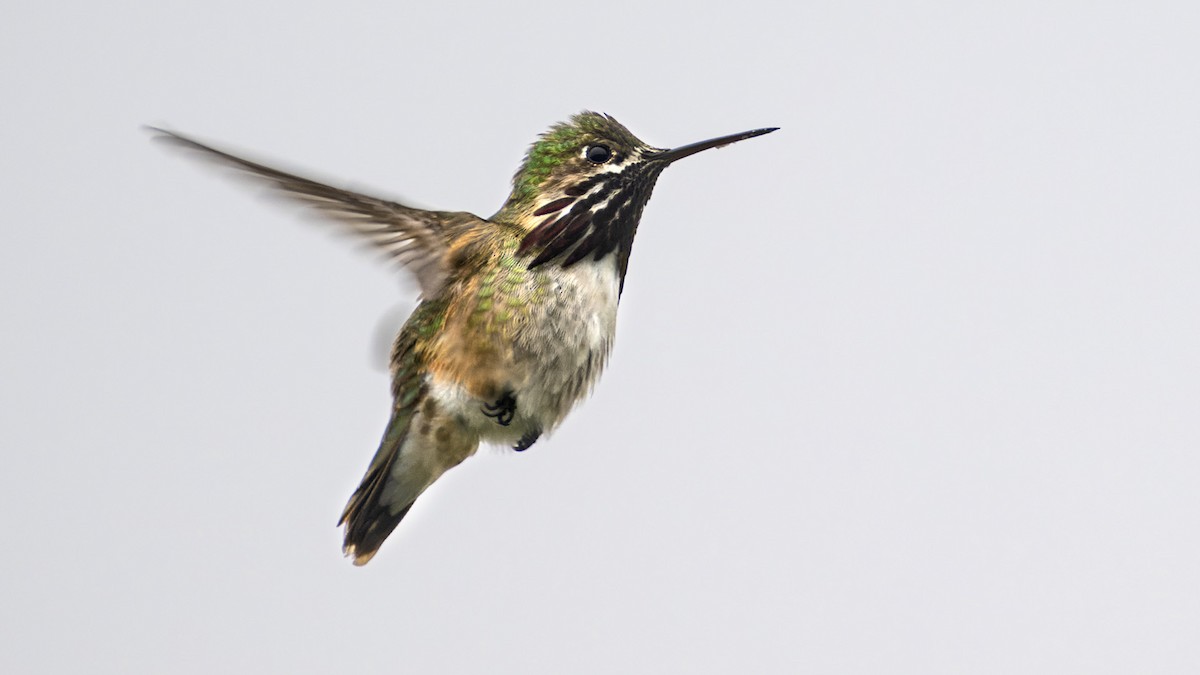 Calliope Hummingbird - ML567656501