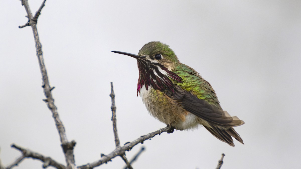 Calliope Hummingbird - ML567656511