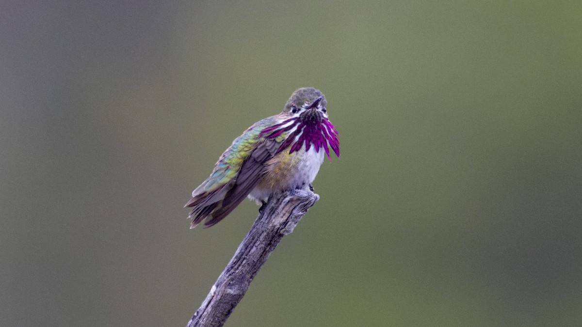 Calliope Hummingbird - ML567656521