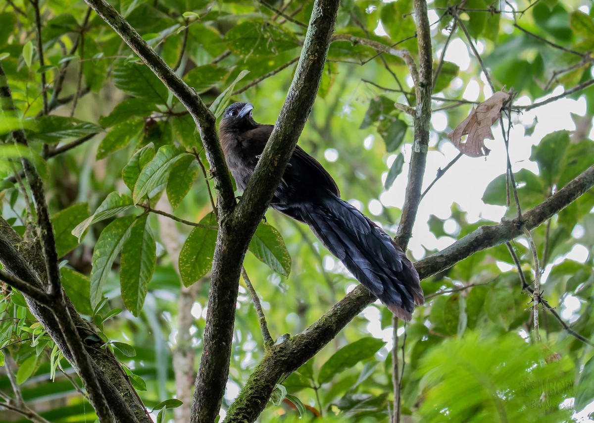 Black-hooded Coucal - ML567656591