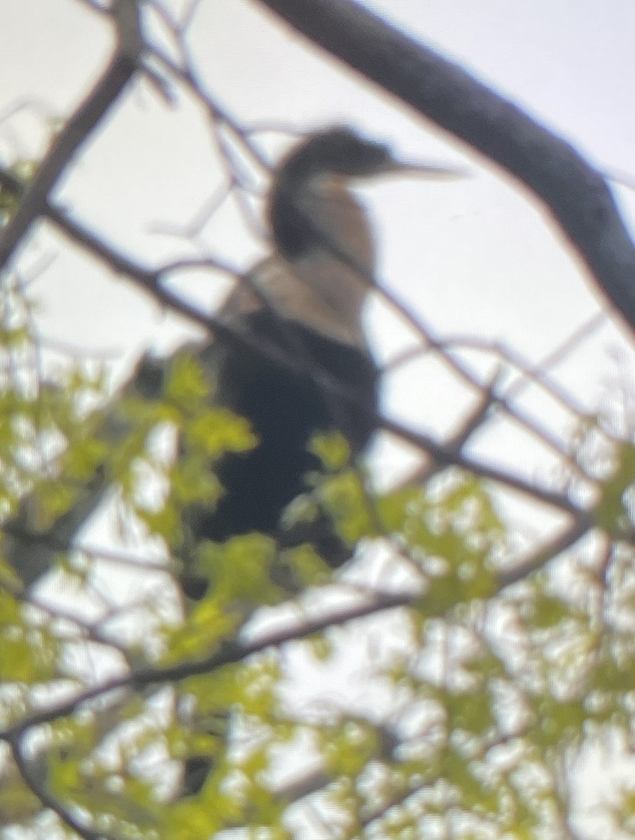 נחשון אמריקני - ML567657601