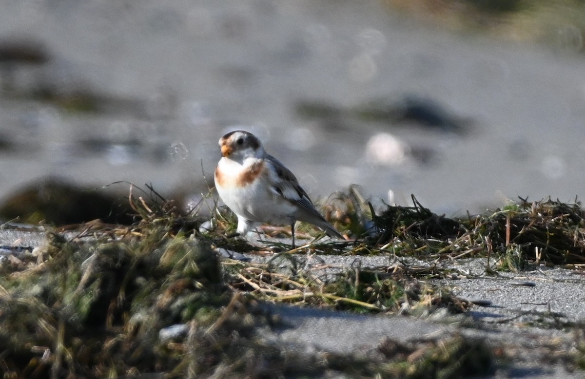 Snow Bunting - ML567658021