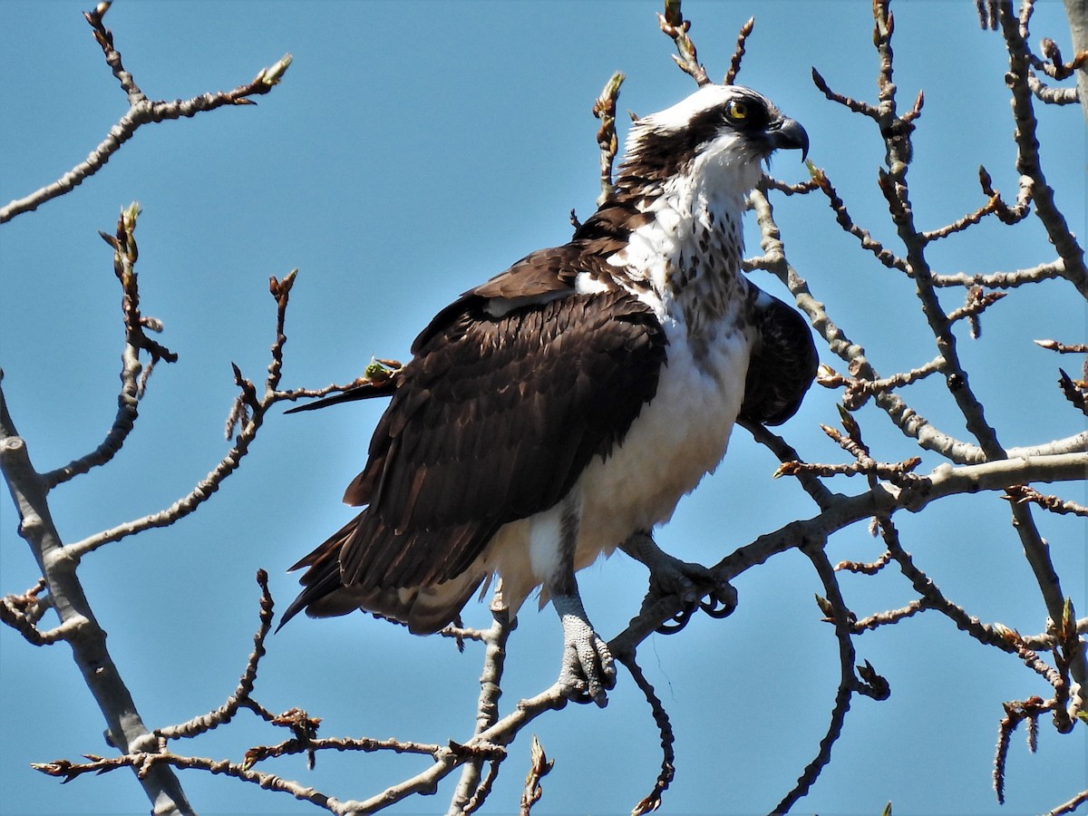 Águila Pescadora - ML567658261