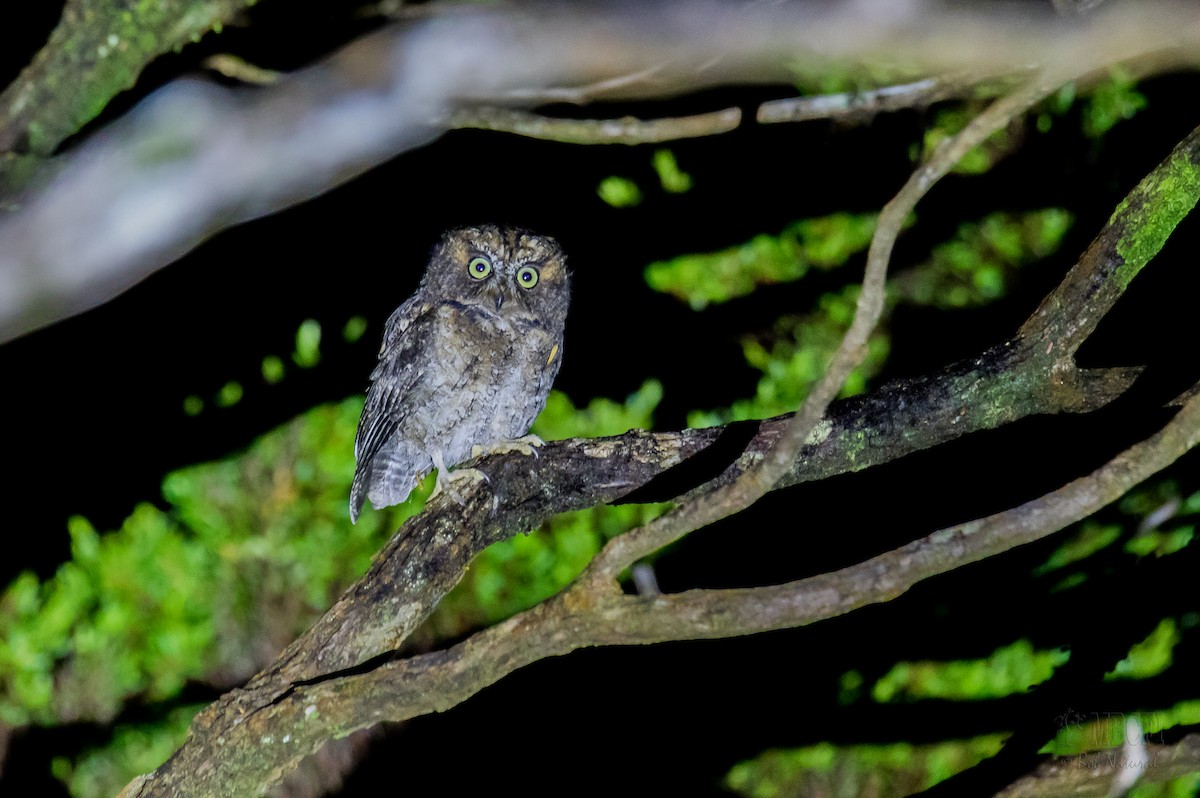 Mindoro Scops-Owl - ML567658411