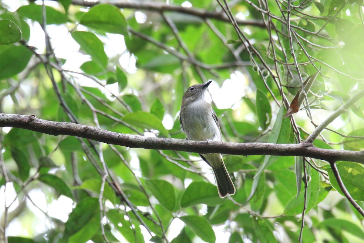 Green-backed Whistler - ML567659211