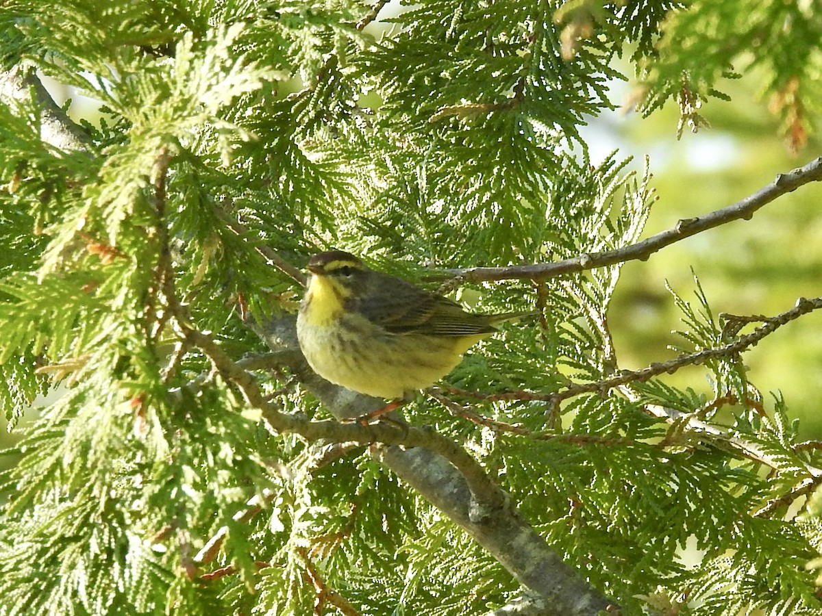 Palm Warbler - ML567659291