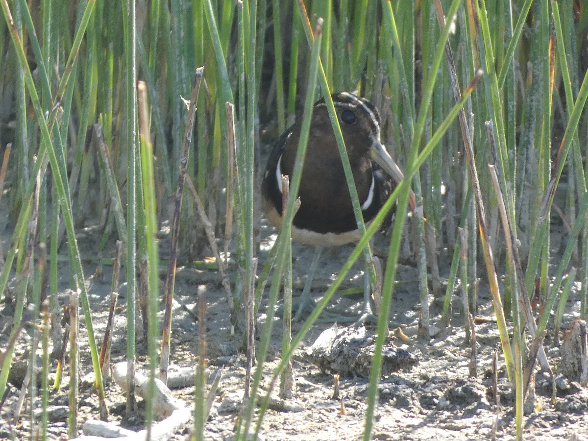 South American Painted-Snipe - ML567659721