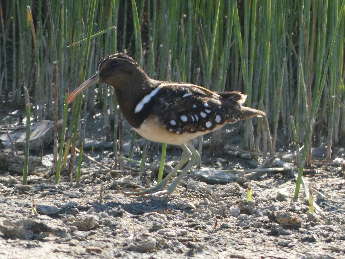 South American Painted-Snipe - ML567659731