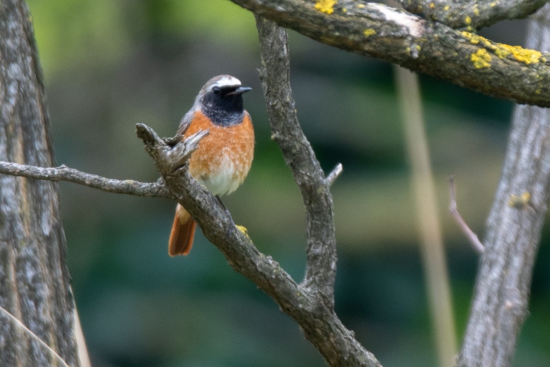 Common Redstart - ML567663611