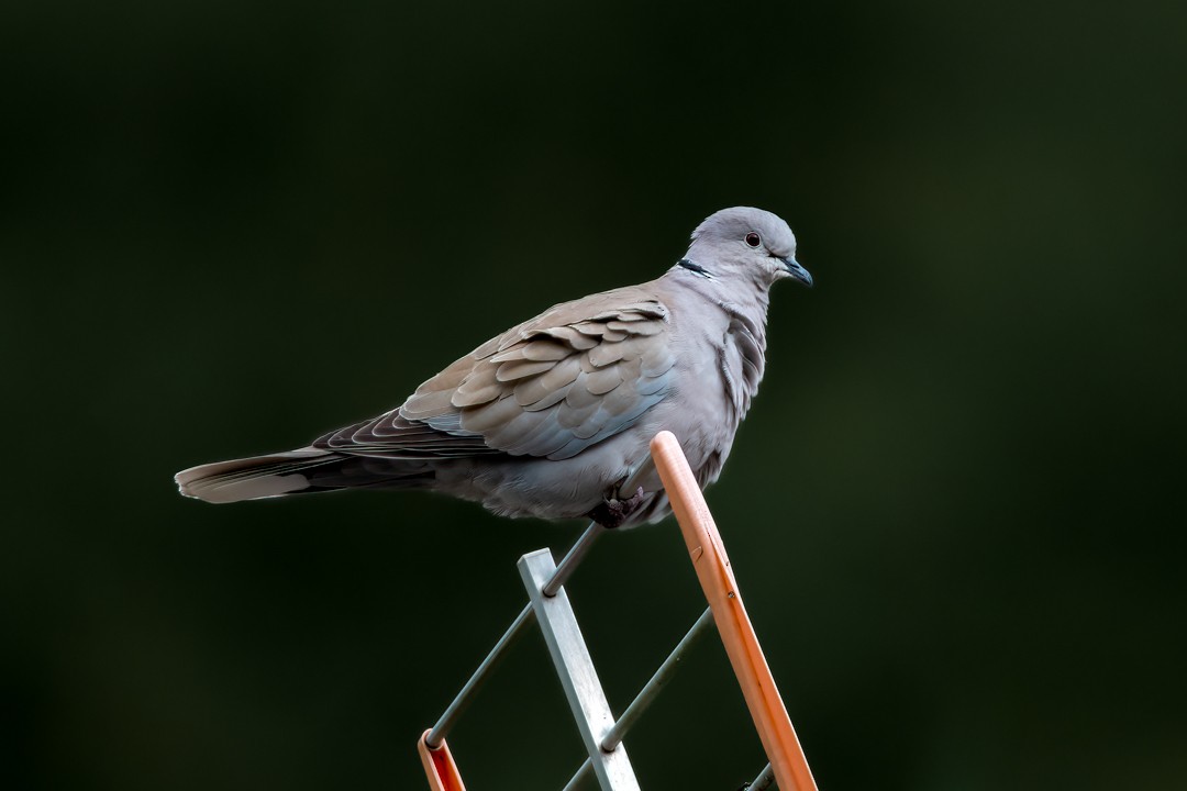 Eurasian Collared-Dove - ML567663741