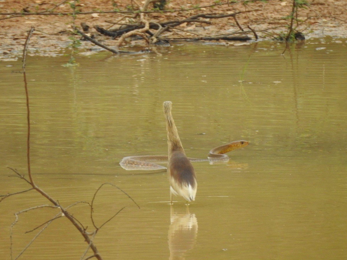 Indian Pond-Heron - Mohan Asampalli - GKVK