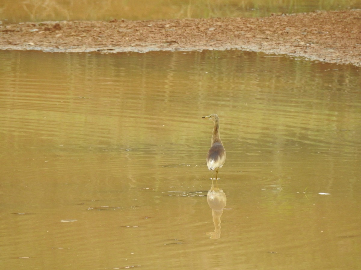 Indian Pond-Heron - Mohan Asampalli - GKVK