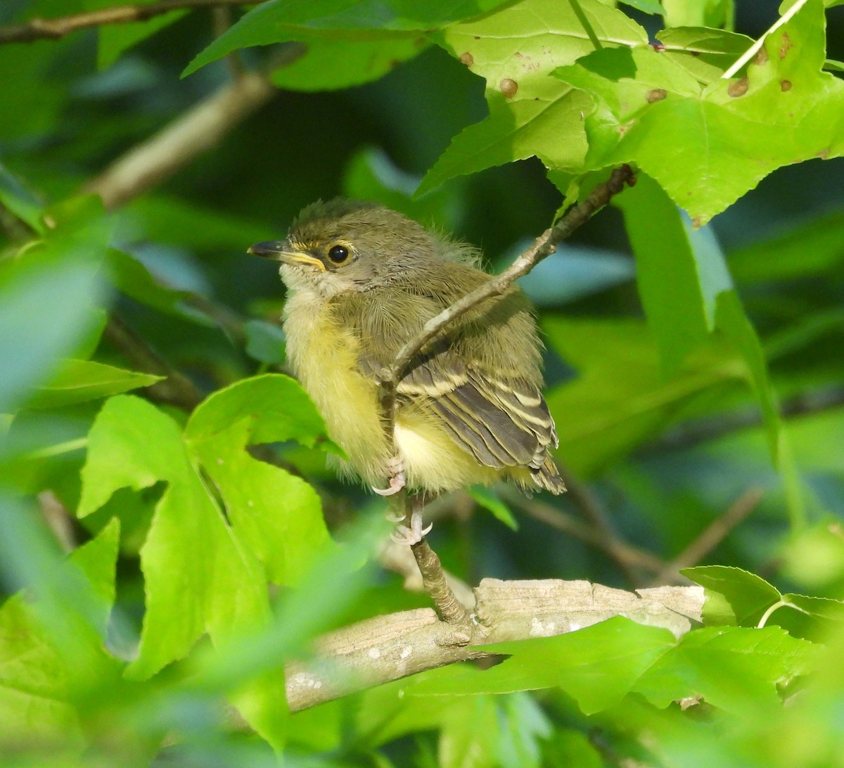 White-eyed Vireo - ML567665761