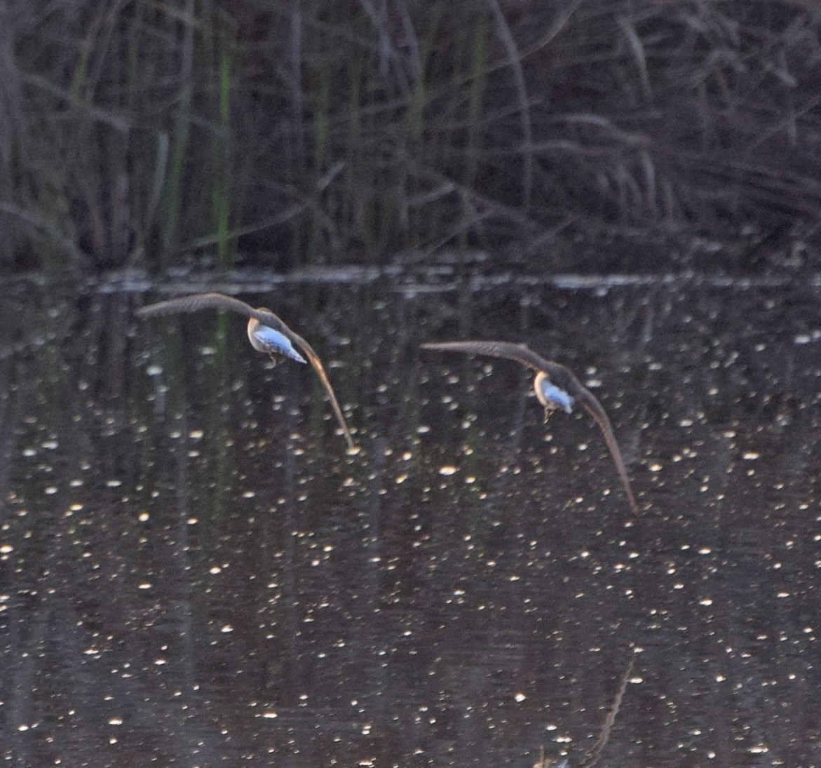 Green Sandpiper - ML56766771